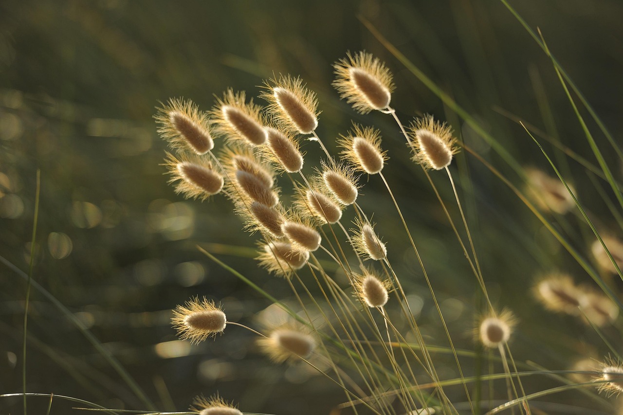 Liberté et nature